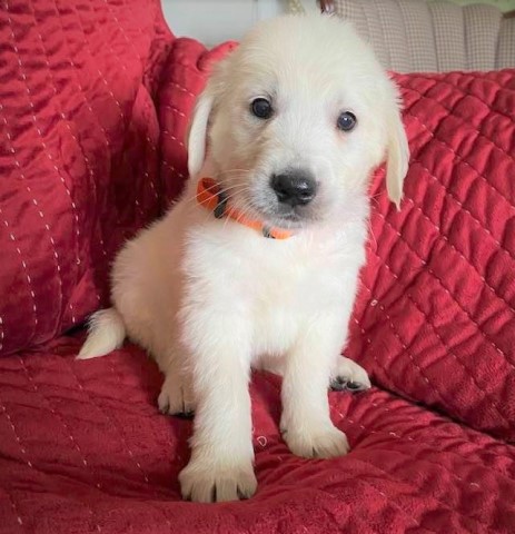 Golden Retriever puppy for sale + 60665