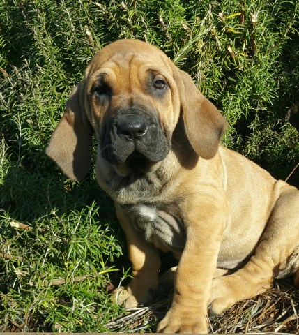 Purebred Brazilian Mastiff Puppy