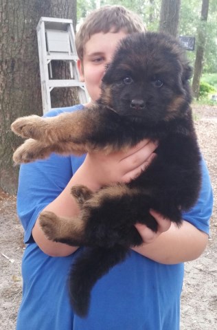 German Shepherd Dog puppy for sale + 49286