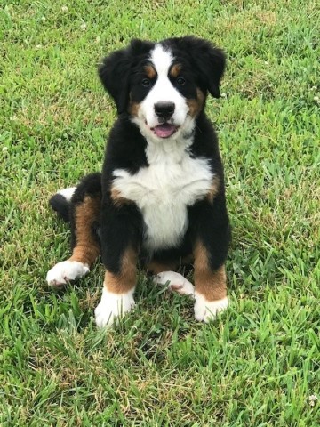 Bernese Mountain Dog puppy for sale + 63656