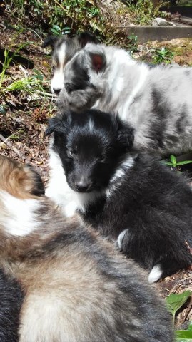 AKC Sheltie / Shetland Sheepdog Puppies