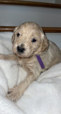 Goldendoodle f2b female