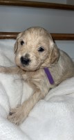 Goldendoodle f2b female Goldendoodle for sale/adoption