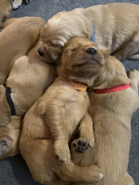 Golden Retriever puppy for sale + 65064