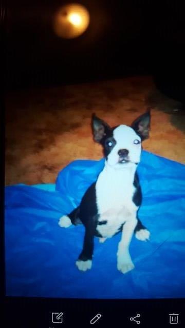 Boston Terrier puppy for sale + 58590