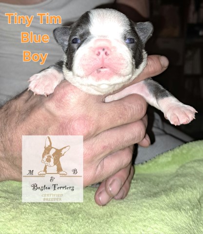 Boston Terrier puppy for sale + 66335