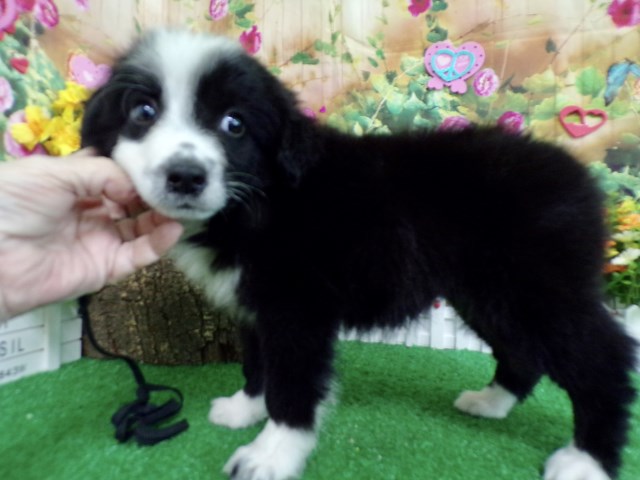 Chicago English Shepherd Pups. SUPER SMART!!!