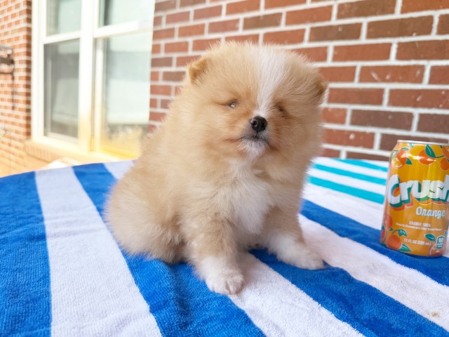 CKC Pomeranian DUTCH