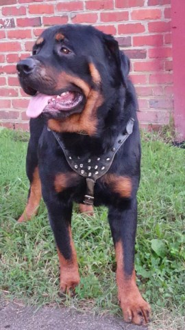 Rottweiler puppy for sale + 54250