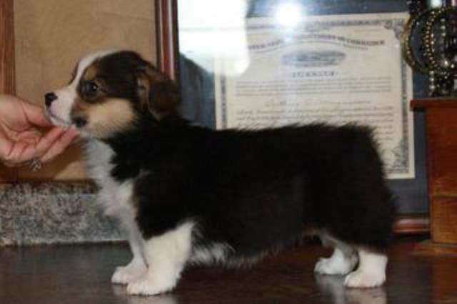 Pembroke Welsh Corgi puppy for sale + 50913