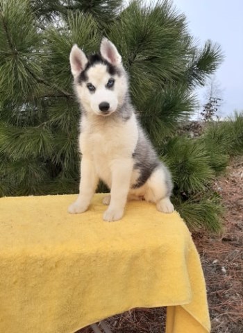 Siberian husky puppies in Oregon