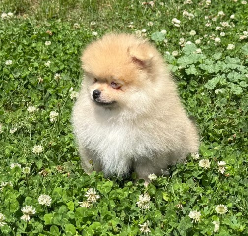 Pomeranian puppy for sale + 67122