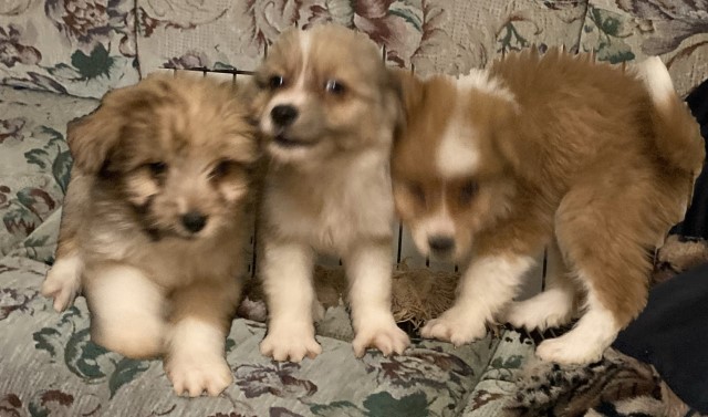 Miniature Aussie Doodle puppies