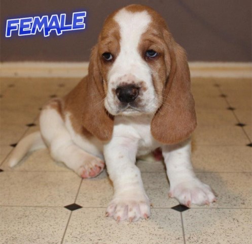 Basset Hound puppy for sale + 67206