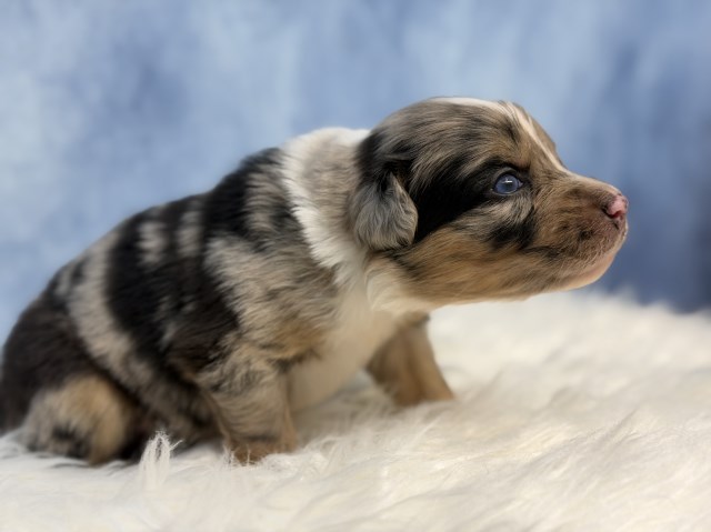Australian Shepherd Dog puppy for sale + 67051