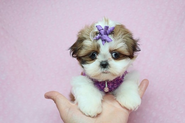 Cute and Adorable Teacup Shih Tzu Puppies for Sale in Las Vegas!