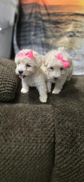 Shih tzu puppies