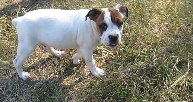 English/Boxer (Valley Bulldog) male pup