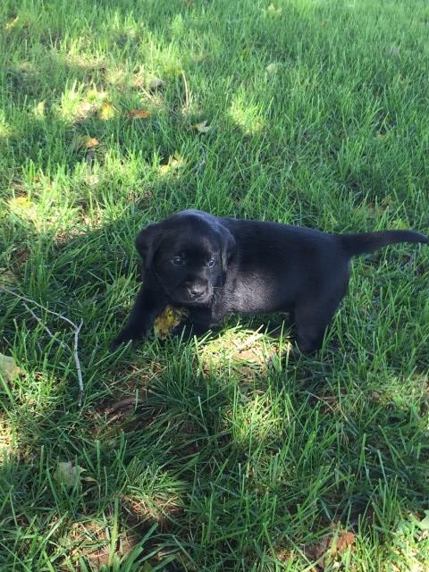 Akc Black Lab Puppies