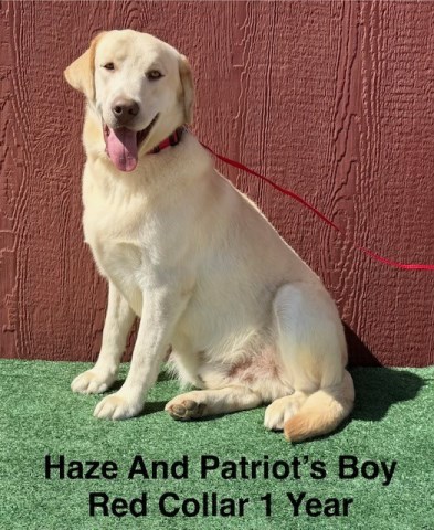 AKC Male Champagne/Yellow Labrador Teen