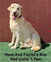 AKC Male Champagne/Yellow Labrador Teen Labrador Retriever for sale/adoption