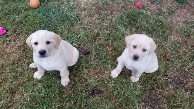 Labrador Retriever puppy dog for sale in Vancouver, Washington
