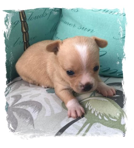 chihuahua puppies registered tiny premium knightdale carolina north