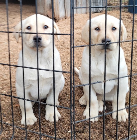 AKC Yellow Labradors females Call 231 821 0907  Price reduced.