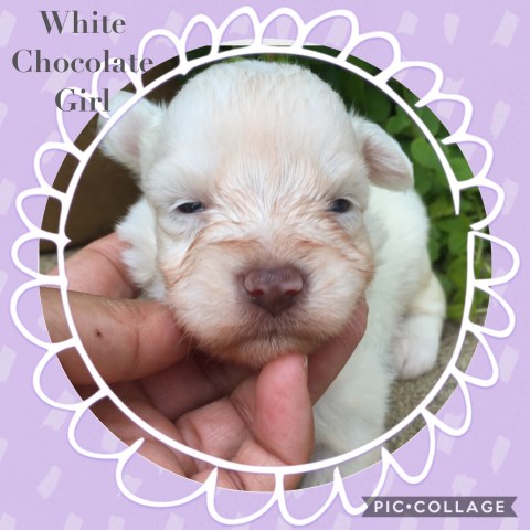 Miniature Schnauzer puppy for sale + 47697