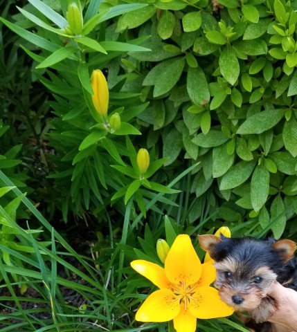 Yorkshire Terrier puppy for sale + 51544