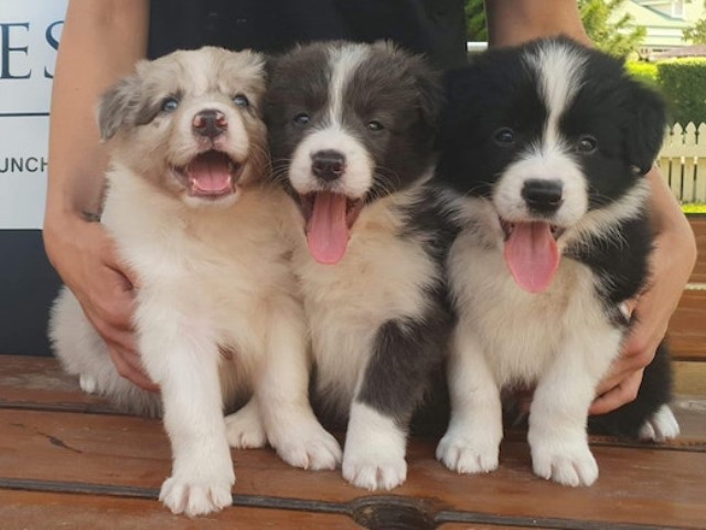 Broder Collie Puppies Ready For New Homes
