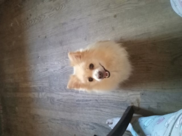 Rehoming 5 year old female Pomeranian