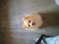 Rehoming 5 year old female Pomeranian Pomeranian for sale/adoption