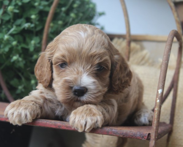 Cockapoo puppy for sale + 58670