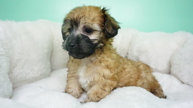 Shih Poo puppy for sale + 54200