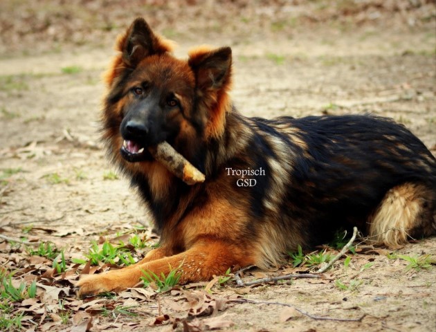 German Shepherd Dog puppy for sale + 63869