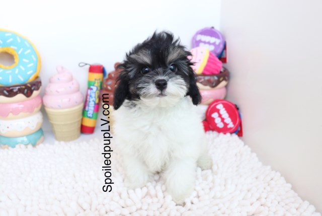 Maltipoo puppy for sale + 53789