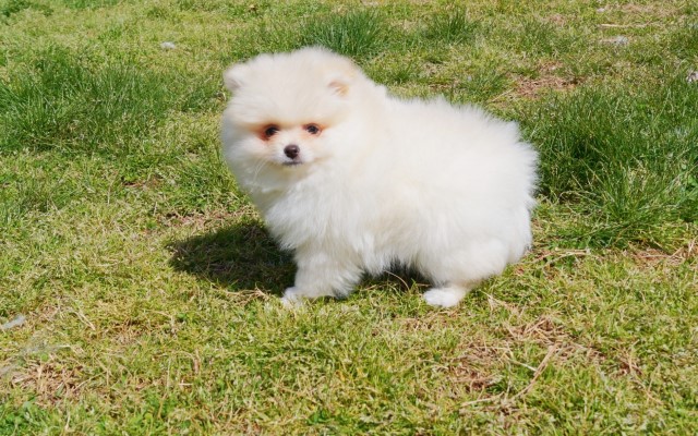 Pomeranian puppy for sale + 64582