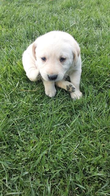 Labrador Retriever puppy for sale + 61709