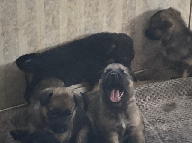 German Shepherd Dog puppy for sale + 66864