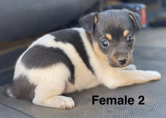 Rat Terrier puppy for sale + 66919
