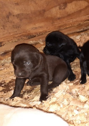 AKC Lab Puppies