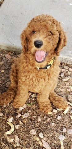 Poodle Standard puppy for sale + 53763