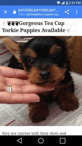 Tea cup yorkie female