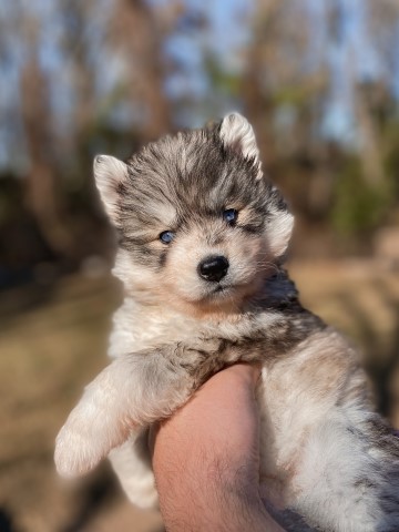 Siberian Husky puppy for sale + 64434
