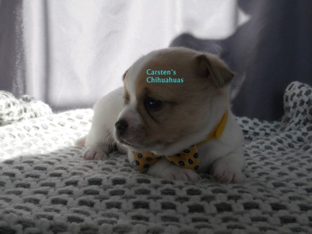 Chihuahua puppy for sale + 61981