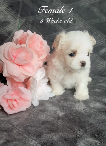 Maltese puppy for sale + 63383