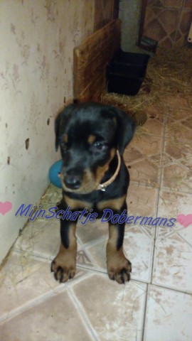 Doberman Pinscher puppy for sale + 60393
