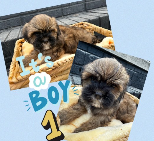Shih Tzu puppy for sale + 66665