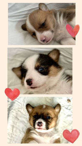 Pembroke Welsh Corgi puppy for sale + 64541